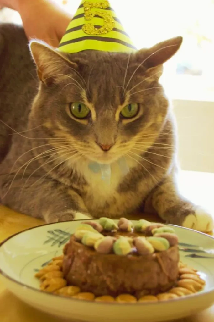 Cat Birthday Cake